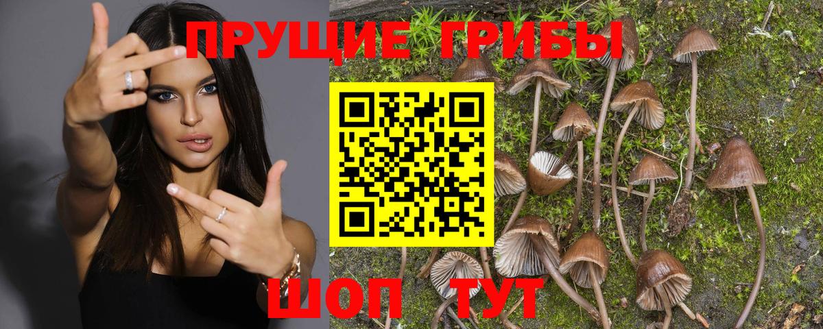 Псилоцибиновые грибы Psilocybine cubensis  Вход с VPN  Гуково  Псилоцибиновые грибы прущие грибы 